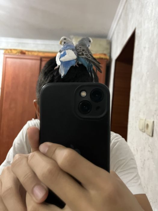 Папугай птицы.