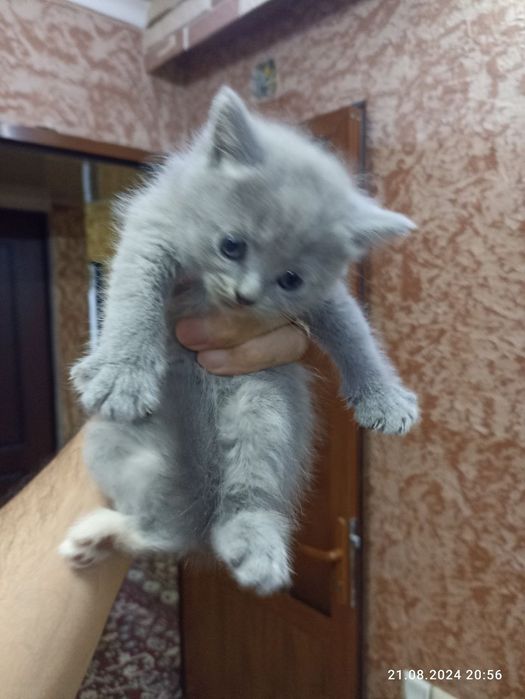 Regmi note 10 s hlus