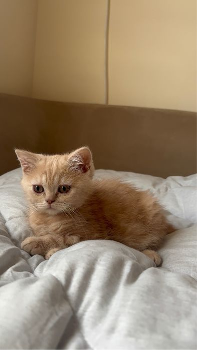 Британски късокосмести котета