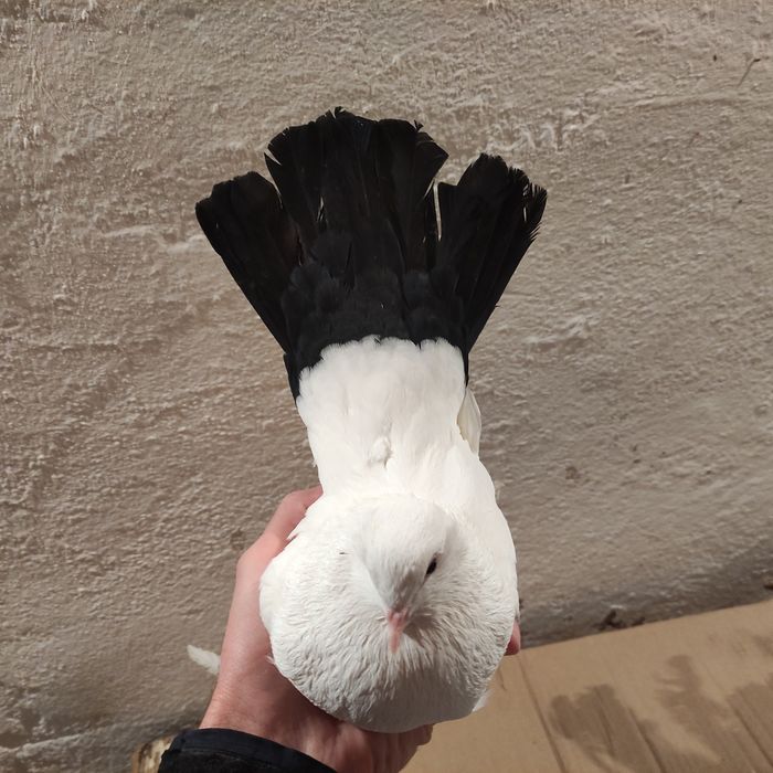 Голуби чернохвостые (персы) 2025 г.