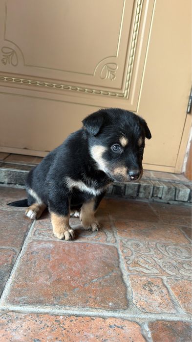 Щенки ищут добрую и надежную  семью