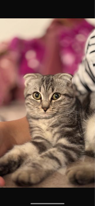 кошка шотландская,ласковая
