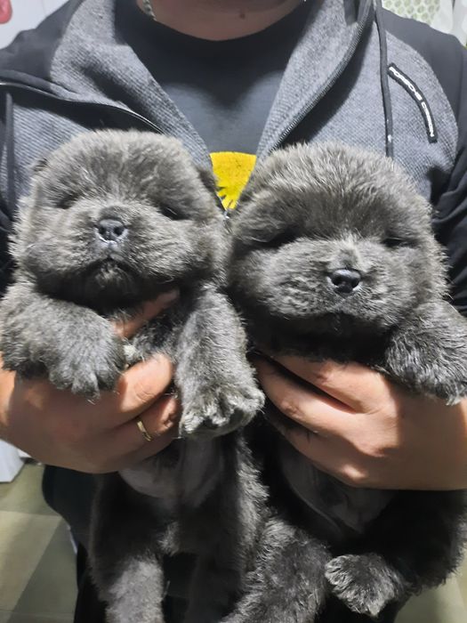 Элитные щенки чау чау