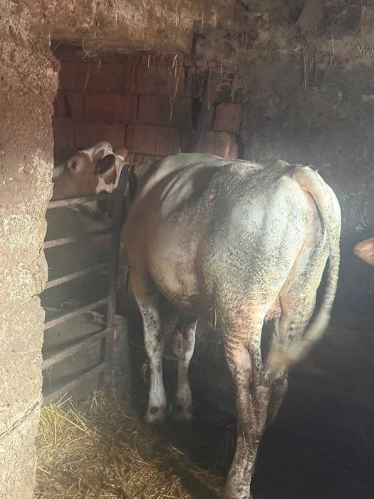 Vând doi viței de 6 respectiv 8 luni   tel.0749078543
