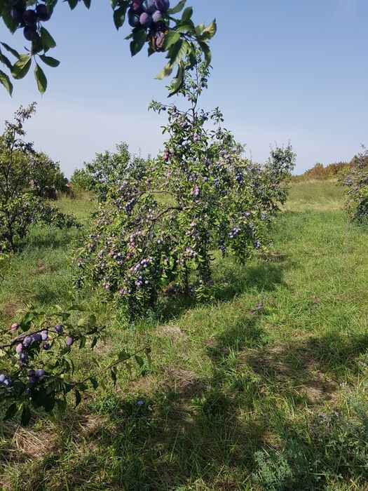 Fructe de sezon, prune, pere
