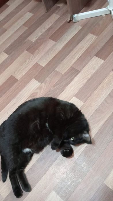 Ищю дом коту 7 лет
