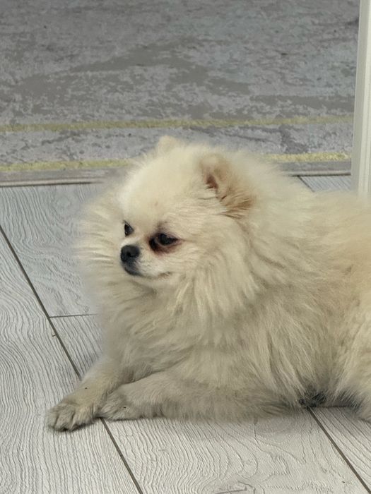 Шпиц вязка срочно только