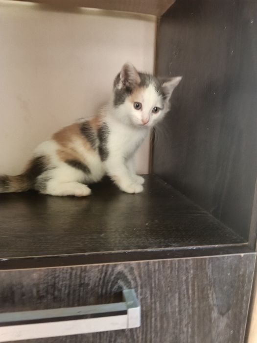 Котёнок девочка 2 месяца.