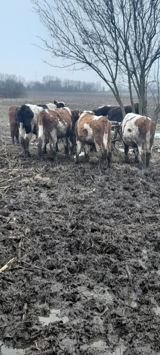 Tăurași de vânzare