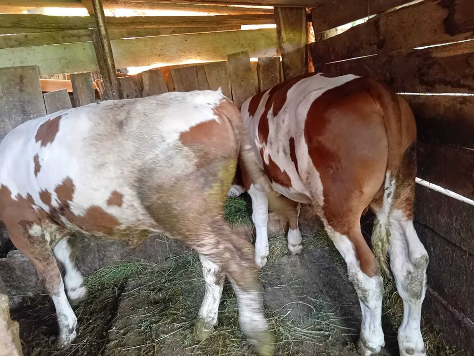 Vând viței bălțată românească