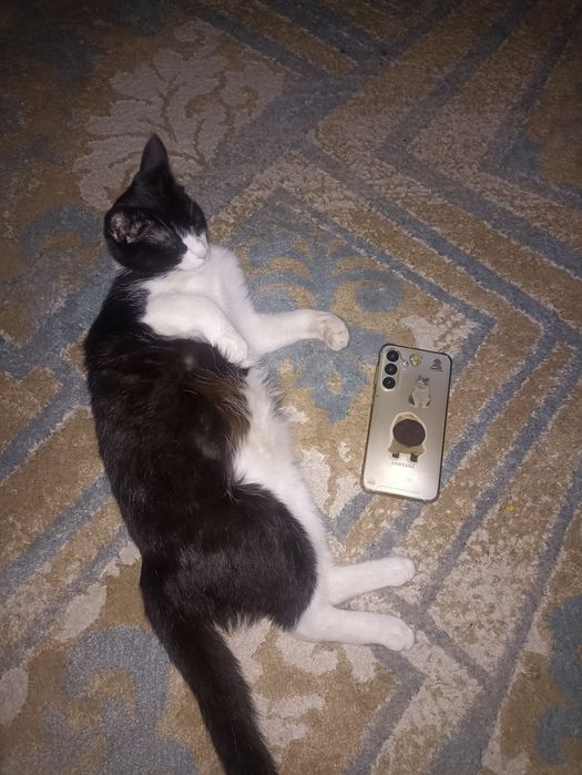 Кошка в добрые руки