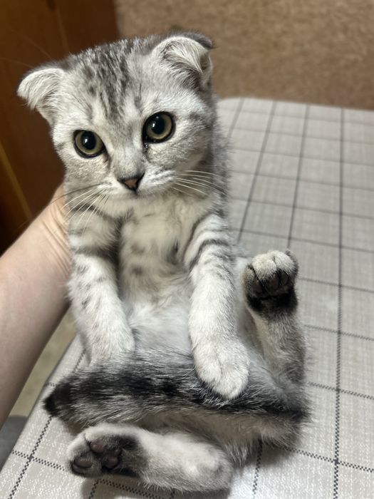 Продам породистого котенка