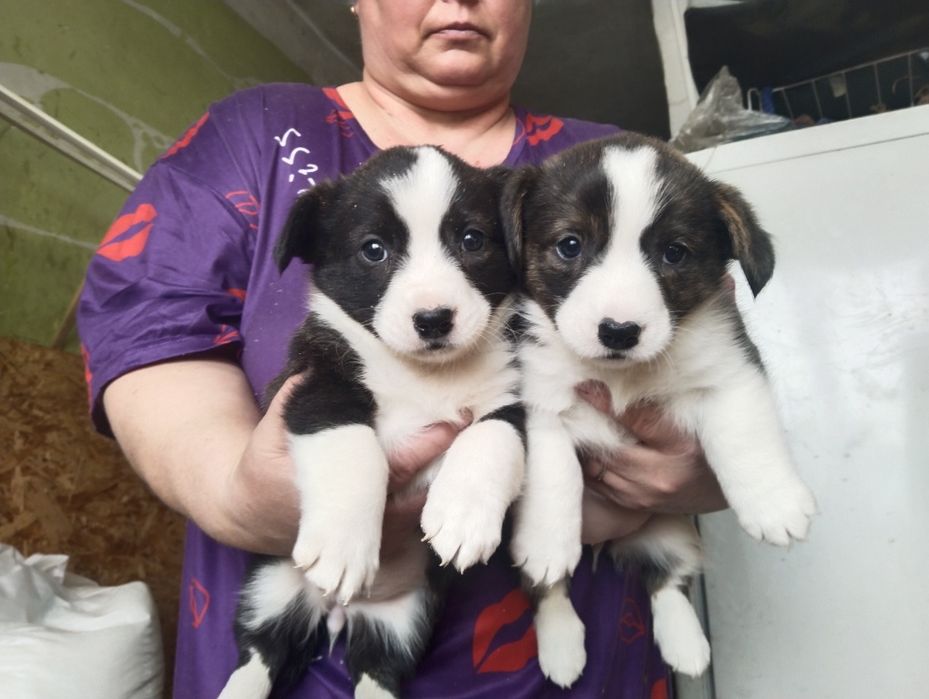 Щенки вельш корги кардиган