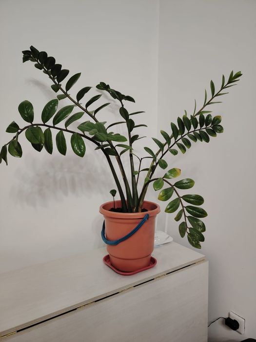 Продам доллоровое дерево