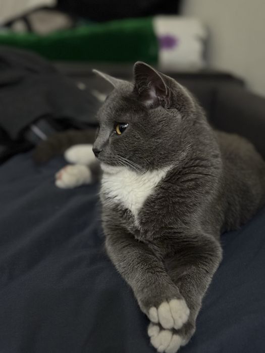 Отдам в добрые руки