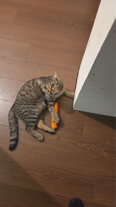 Кошечку в добрые руки