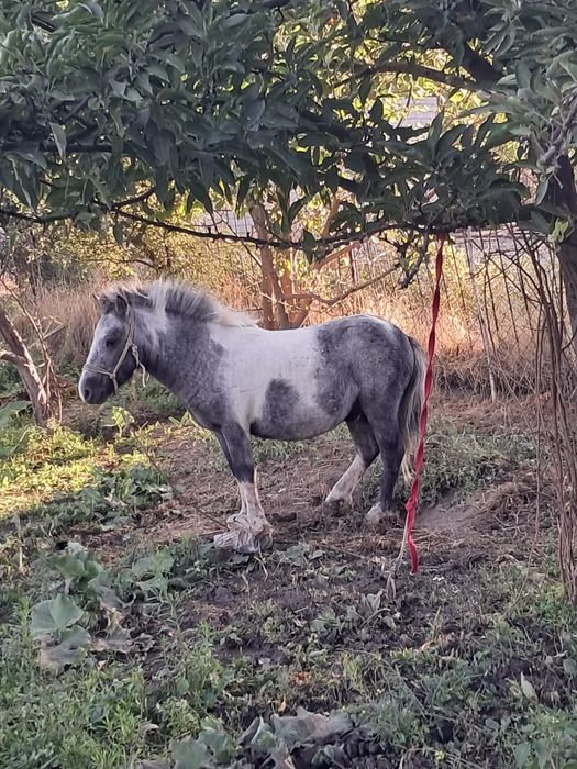 Пони 2 жасар, еркек