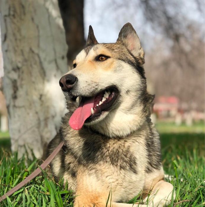 пропала собака по кличке Люси, лайка