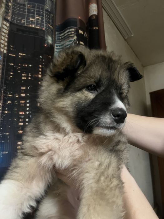 Продам щенка Алабай