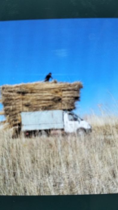 Камыс сатылады ы