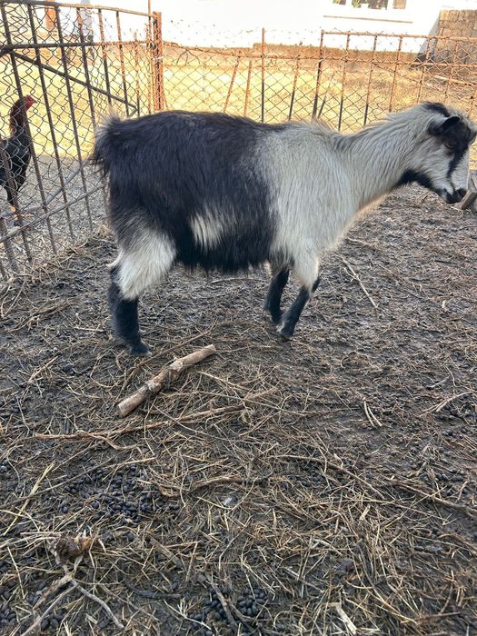 Ешкілер сүттікөп