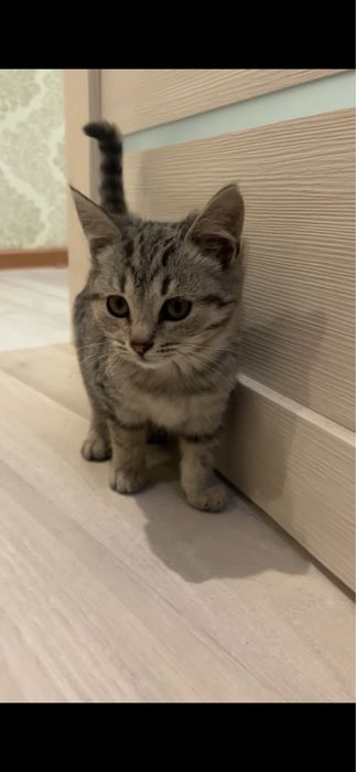 киса в добрые руки