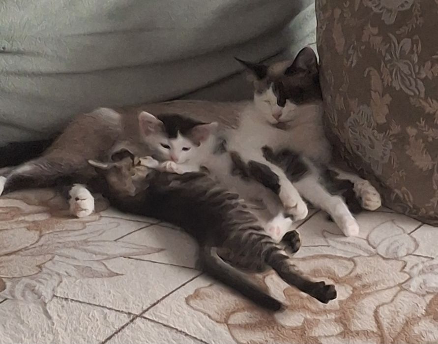 Отдам очаровательных котят в добрые руки.