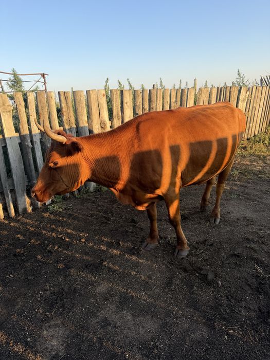 Продам дойную корову