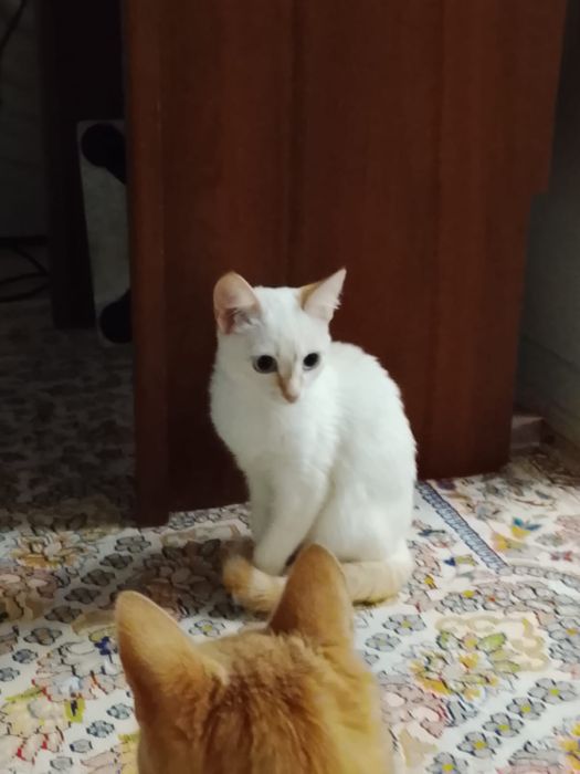 Отдам в добрые руки