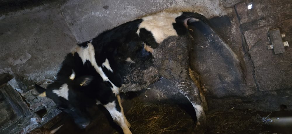 Vând  2 juninci  gestante