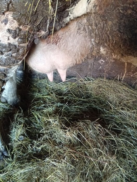 Vând vaca frumoasă