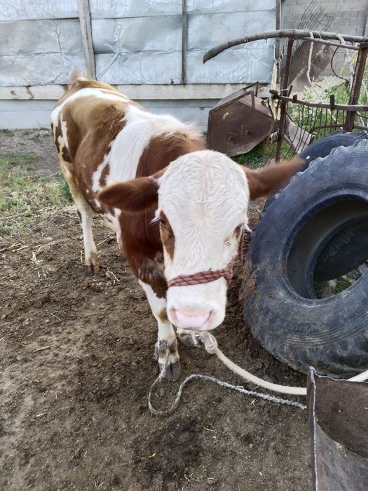 Бука,жасына толмага