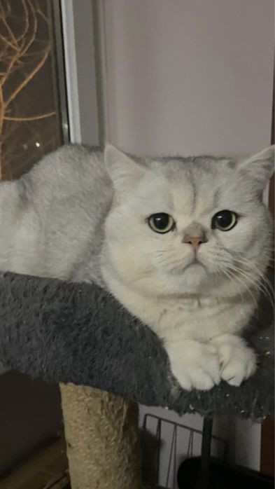 Вязка  кот шиншила