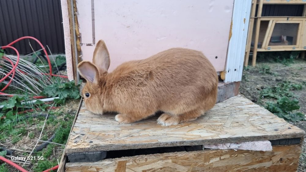 Кролик бургундский
