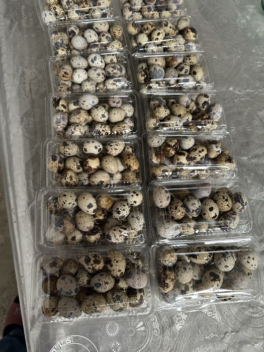 Бедана тухумлари. Свежий хар кун тугади