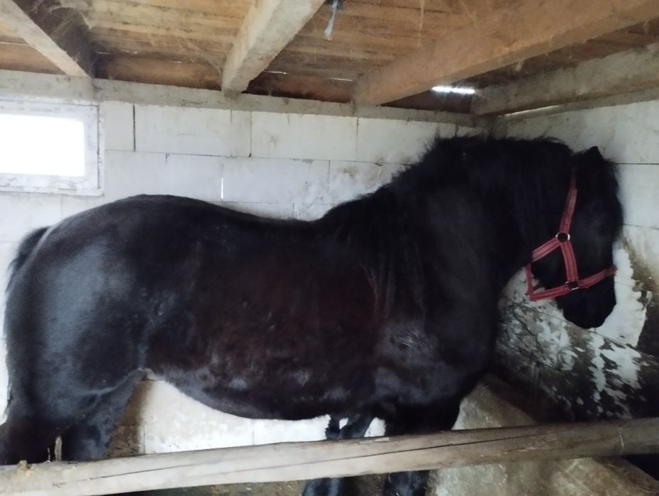 Vând iapă de 4 ani