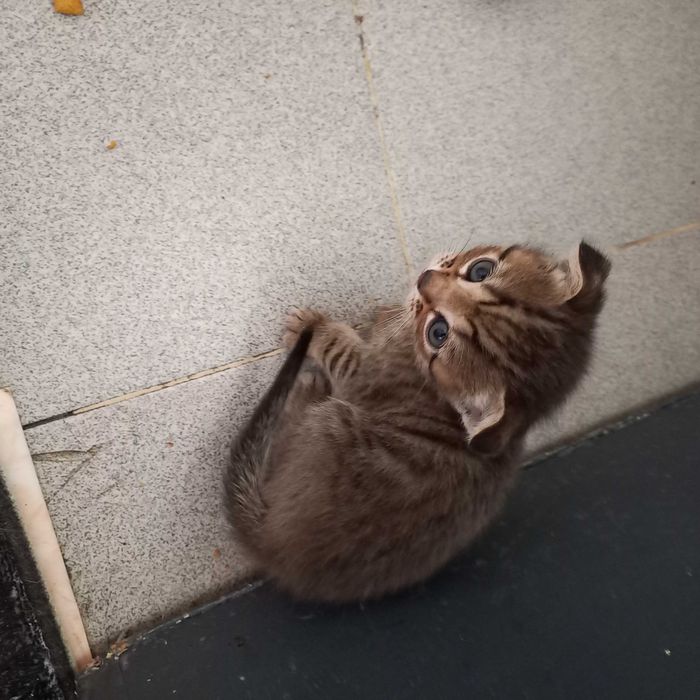 Продам вислоухих британских котят