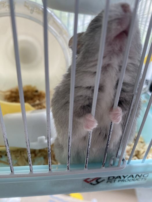 Продам хомяка джунгарика