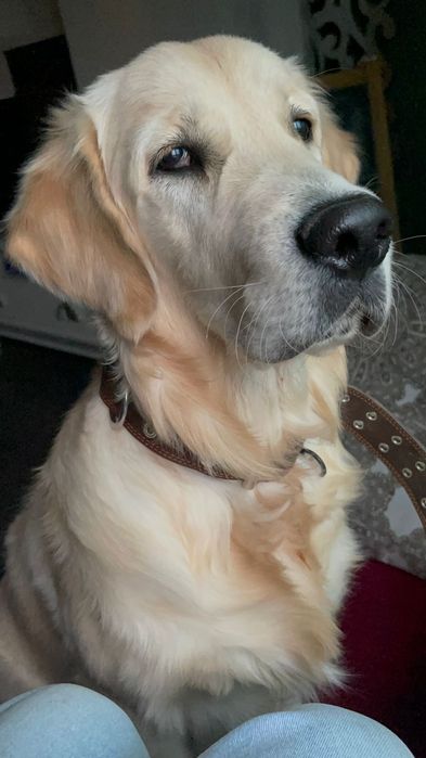 Вязка золотистый  ретривер