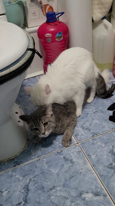 Вязка Кот Турецкого Ангора