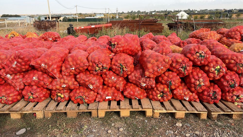 Продам яблоки в мешках