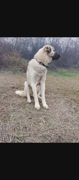 Чистокръвни кангали