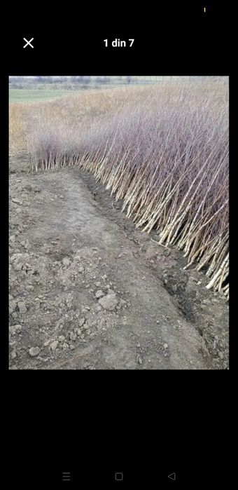 Avem la vânzare puieți de mesteacăn