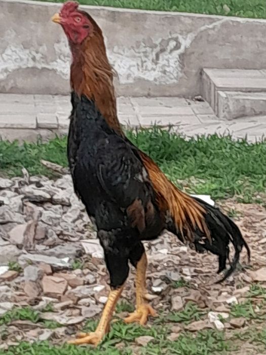 Жожалар сотилади