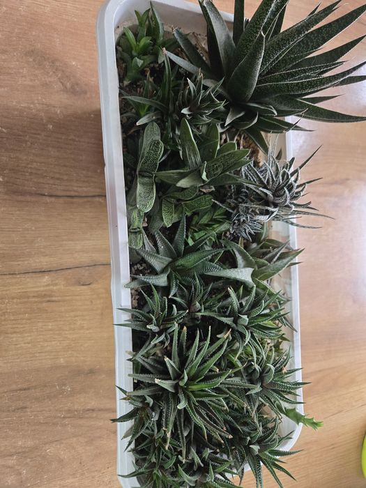 Продам садики из суккулентов