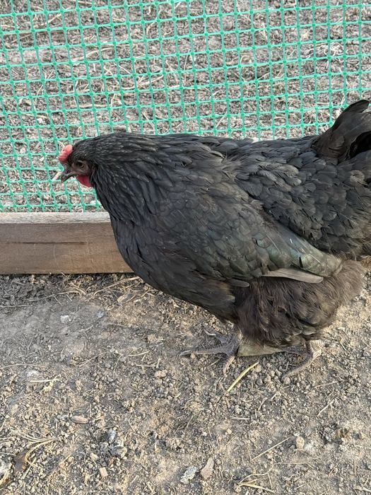 Австролоп куры петушок