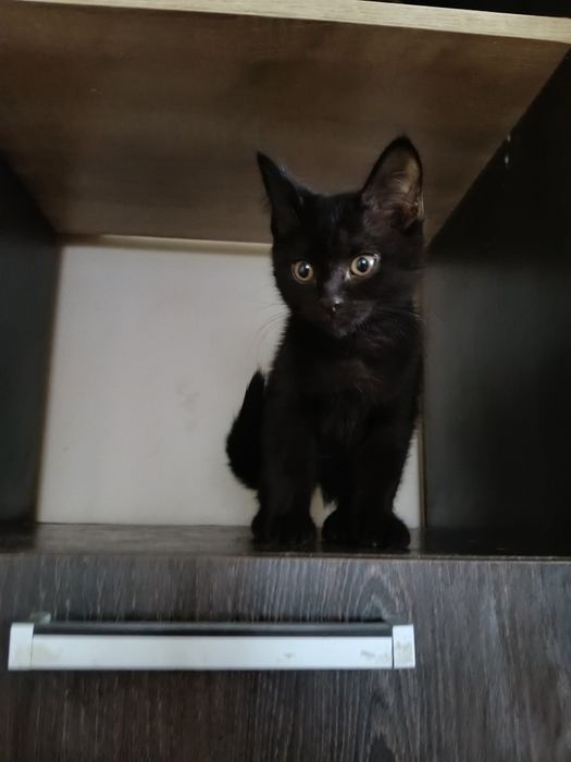 Котёнок девочка 2,5месяца.