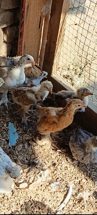 Продаются 2 месячные цыплята породы брама