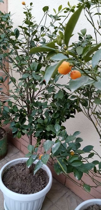 Декоратив Цитрон (японски мандаринча)