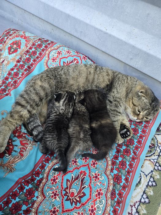 Котенок в добрые руки